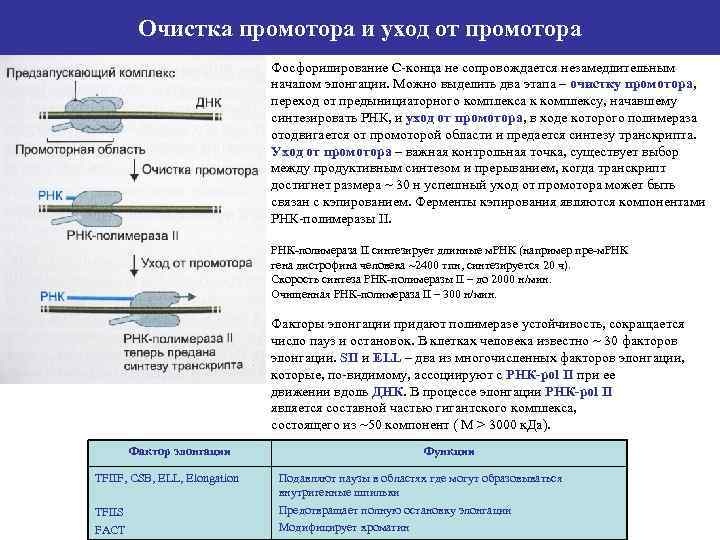 Очистка промотора и уход от промотора Фосфорилирование С-конца не сопровождается незамедлительным началом элонгации. Можно