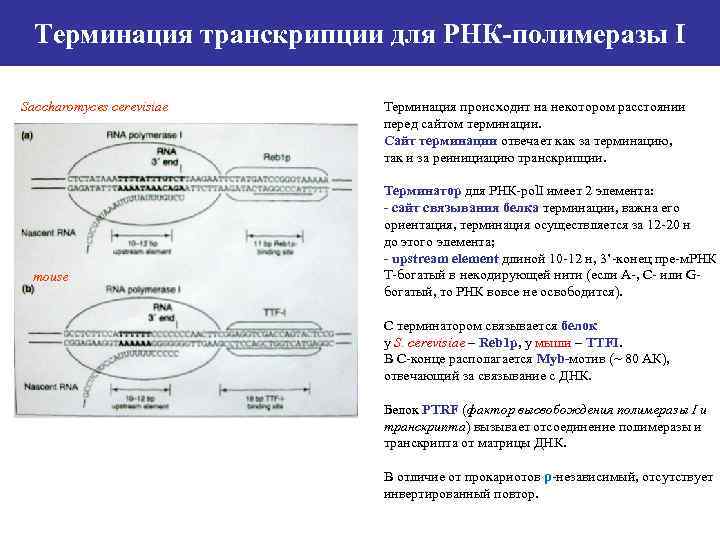 Терминация у эукариот. Терминация транскрипции у эукариот. Сайт терминации транскрипции у эукариот. Транскрипция у прокариот инициация элонгация терминация. Механизмы терминации транскрипции.