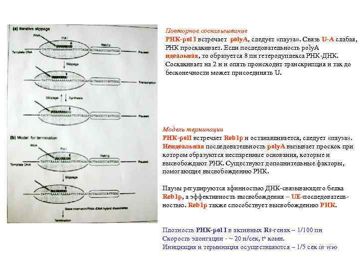 Повторное соскальзывание РНК-pol I встречает poly. A, следует «пауза» . Связь U-A слабая, РНК