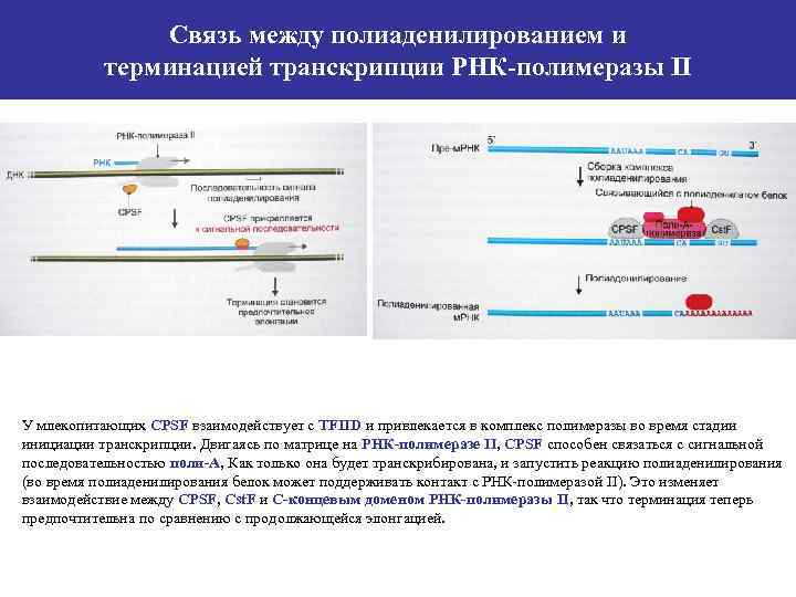 Связь между полиаденилированием и терминацией транскрипции РНК-полимеразы II У млекопитающих CPSF взаимодействует с TFIID