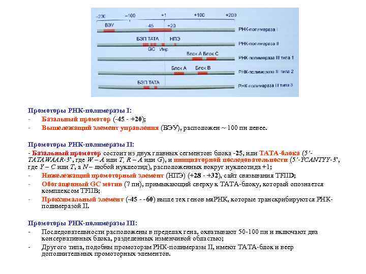 Промоторы РНК-полимеразы I: Базальный промотор (-45 - +20); Вышележащий элемент управления (ВЭУ), расположен ~