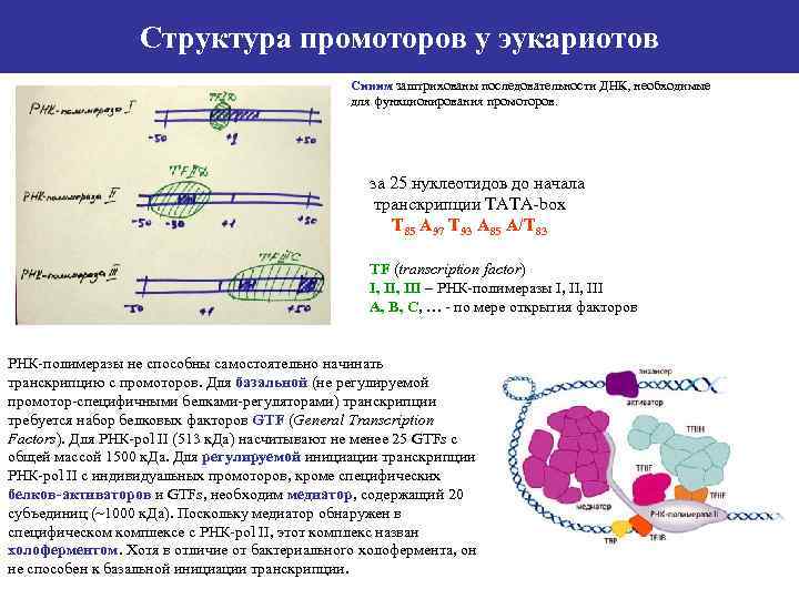 Транскрипция ирнк у эукариот последовательность