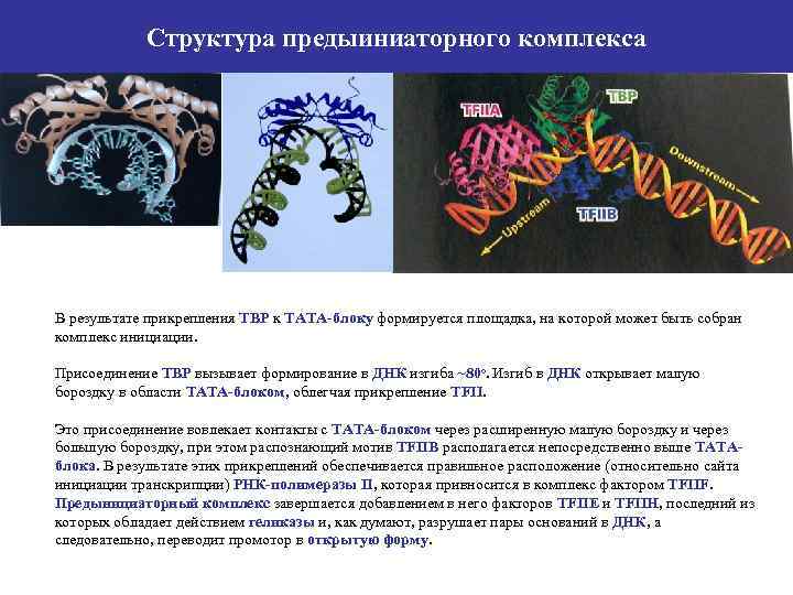 Структура предыиниаторного комплекса В результате прикрепления ТВР к ТАТА-блоку формируется площадка, на которой может