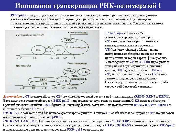 Инициация транскрипции РНК-полимеразой I РНК-рol I присутствует в клетке в избыточном количестве, а лимитирующей