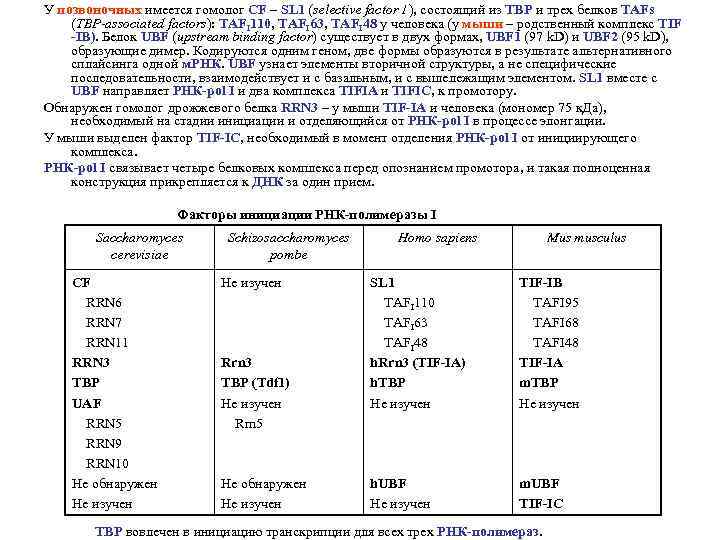 У позвоночных имеется гомолог CF – SL 1 (selective factor 1), состоящий из TBP