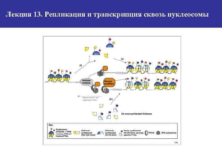 Лекция 13. Репликация и транскрипция сквозь нуклеосомы 