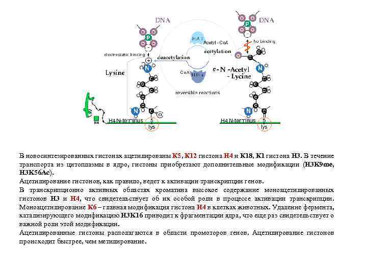 В новосинтезированных гистонах ацетилированы К 5, К 12 гистона Н 4 и К 18,