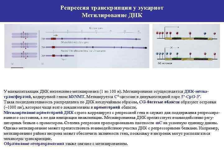 Репрессия транскрипции у эукариот Метилирование ДНК У млекопитающих ДНК интенсивно метилирована (1 из 100