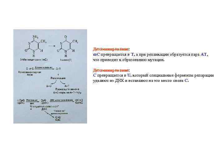 Дезаминирование: m. C превращается в Т, а при репликации образуется пара АТ, что приводит