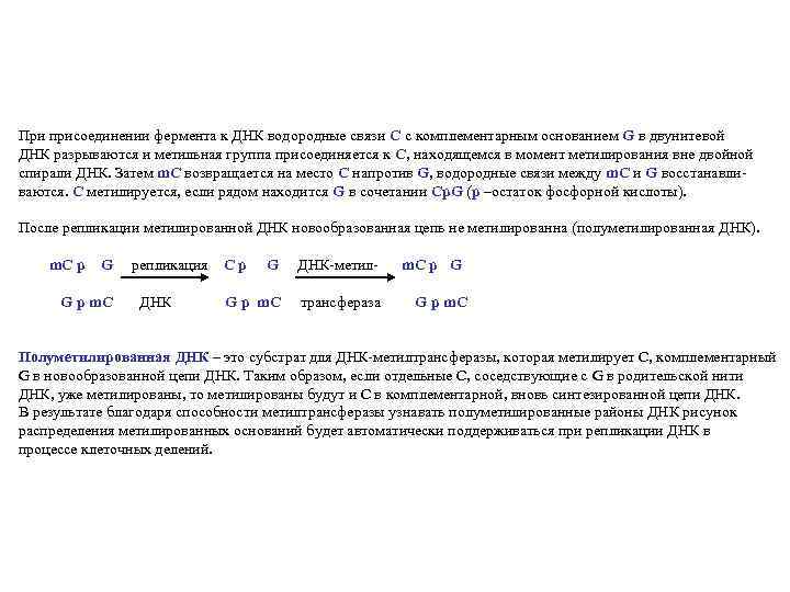 При присоединении фермента к ДНК водородные связи С с комплементарным основанием G в двунитевой