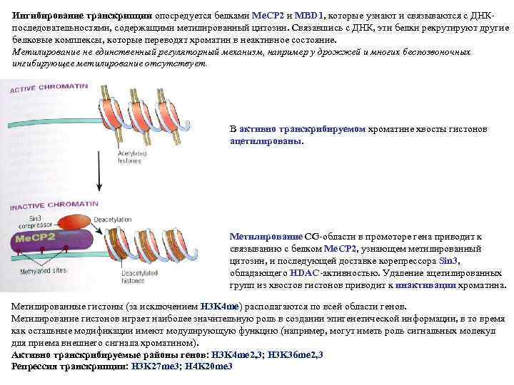 Антитела к нуклеосомам