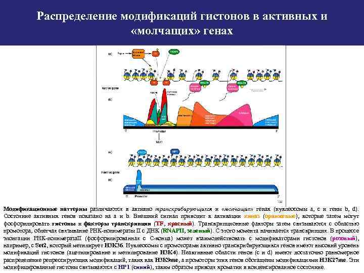 Распределение модификаций гистонов в активных и «молчащих» генах Модификационные паттерны различаются в активно транскрибирующихся