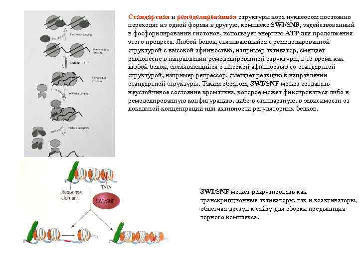 Стандартная и ремоделированная структуры кора нуклеосом постоянно переходят из одной формы в другую, комплекс