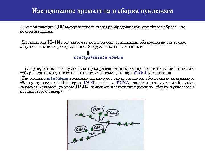 Антитела к нуклеосомам