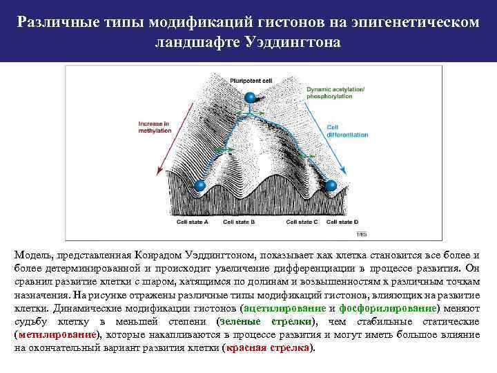 Различные типы модификаций гистонов на эпигенетическом ландшафте Уэддингтона Модель, представленная Конрадом Уэддингтоном, показывает как