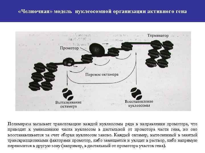  «Челночная» модель нуклеосомной организации активного гена Полимераза вызывает транслокацию каждой нуклеосомы ряда в