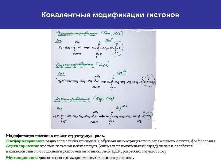 Реакция роль. Фосфорилирование радикала Серина. Фосфорилирование радикала Серина реакция. Фосфорилирование радикала Серина реакция роль. Фосфорилирование Серина реакция.