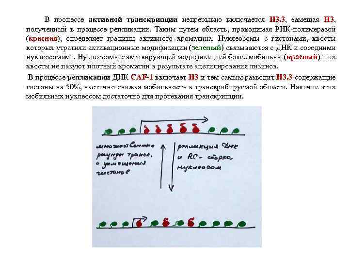 В процессе активной транскрипции непрерывно включается Н 3. 3, замещая Н 3, полученный в