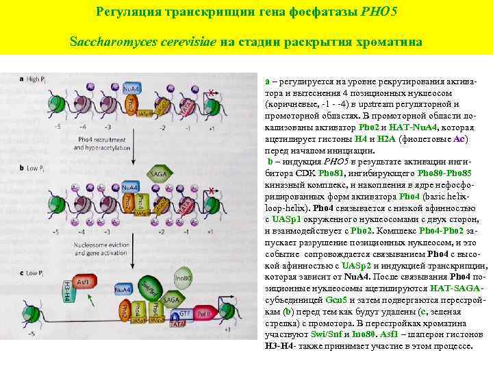 Регуляция транскрипции гена фосфатазы PHO 5 Saccharomyces cerevisiae на стадии раскрытия хроматина а –