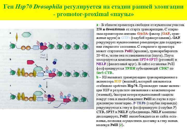 Ген Hsp 70 Drosophila регулируется на стадии ранней элонгации - promotor-proximal «паузы» а -