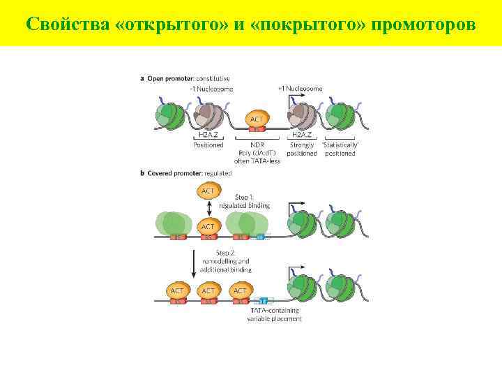 Свойства «открытого» и «покрытого» промоторов 