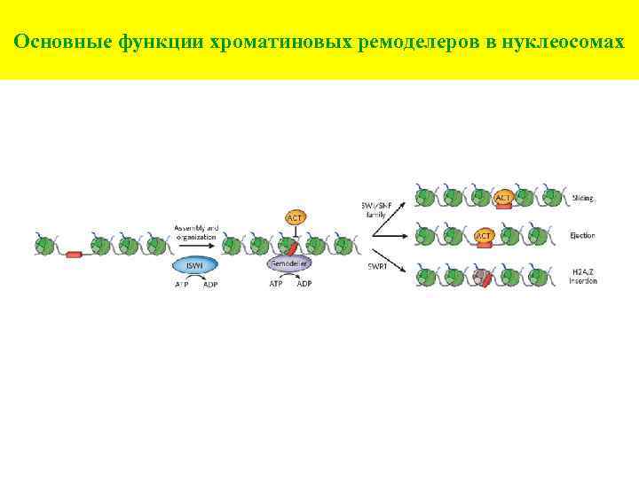 Основные функции хроматиновых ремоделеров в нуклеосомах 