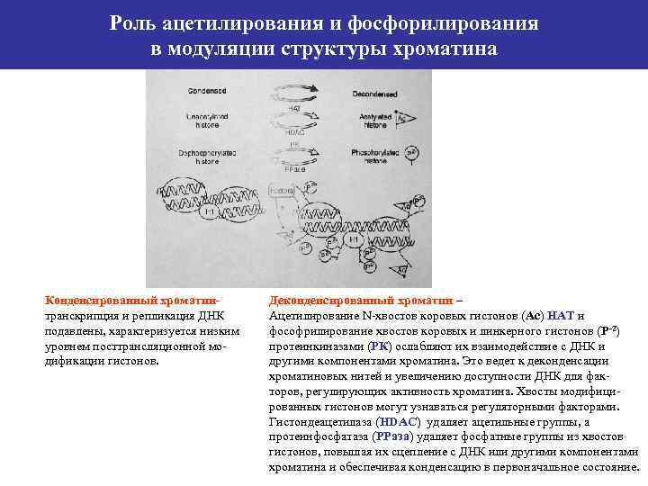 Роль ацетилирования и фосфорилирования в модуляции структуры хроматина Конденсированный хроматинтранскрипция и репликация ДНК подавлены,