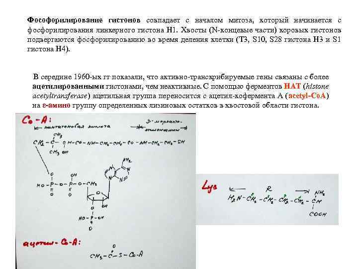 Фософорилирование гистонов совпадает с началом митоза, который начинается с фосфорилирования линкерного гистона H 1.