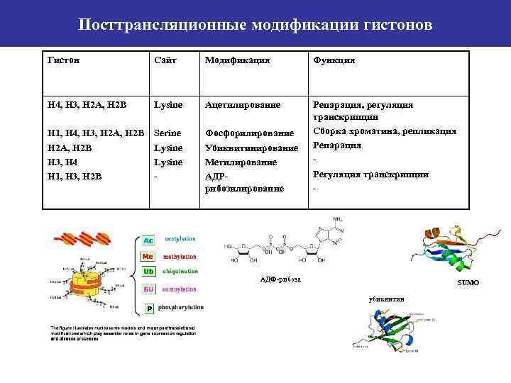 Гистон какой белок