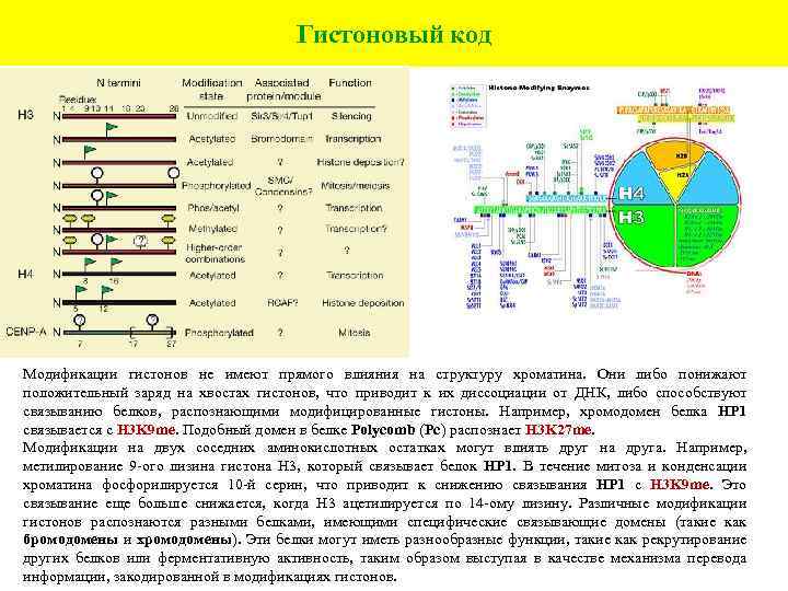 Гистоновый код Модификации гистонов не имеют прямого влияния на структуру хроматина. Они либо понижают