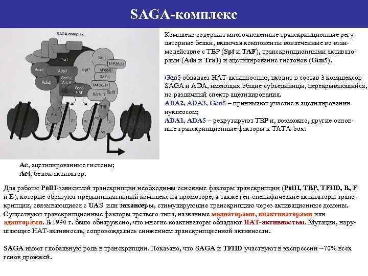 SAGA-комплекс Комплекс содержит многочисленные транскрипционные регуляторные белки, включая компоненты вовлеченные во взаимодействие с ТВР