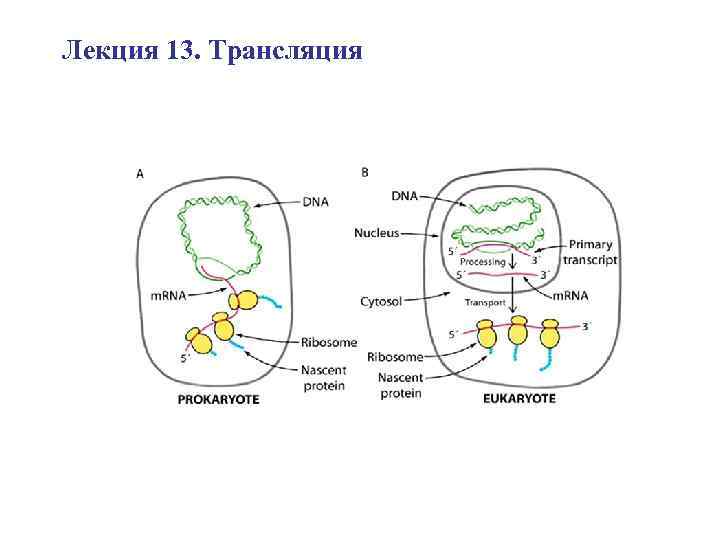 Лекция 13. Трансляция 