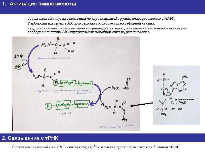 1. Активация аминокислоты осуществляется путем связывания ее карбоксильной группы непосредственно с АМФ. Карбоксильная группа