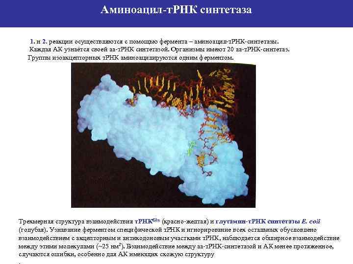 Аминоацил-т. РНК синтетаза 1. и 2. реакции осуществляются с помощью фермента – аминоацил-т. РНК-синтетазы.