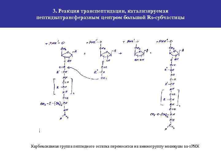 3. Реакция транспептидации, катализируемая пептидилтрансферазным центром большой Rs-субчастицы Карбоксильная группа пептидного остатка переносится на