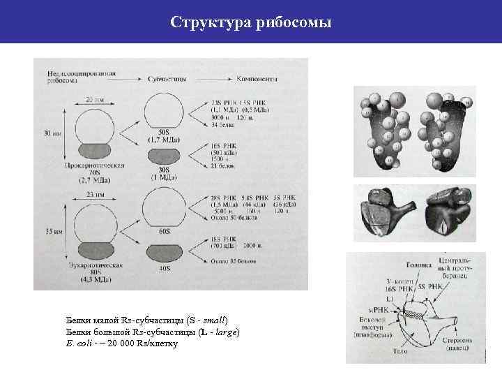 Структура рибосомы Белки малой Rs-субчастицы (S - small) Белки большой Rs-субчастицы (L - large)