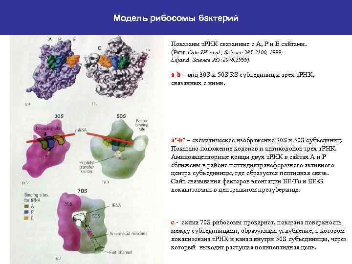 Клетка бактерий рибосомы. В состав бактериальной рибосомы:. Строение бактериальной рибосомы. Рибосомы бактерий строение. Субъединицы бактериальных рибосом.