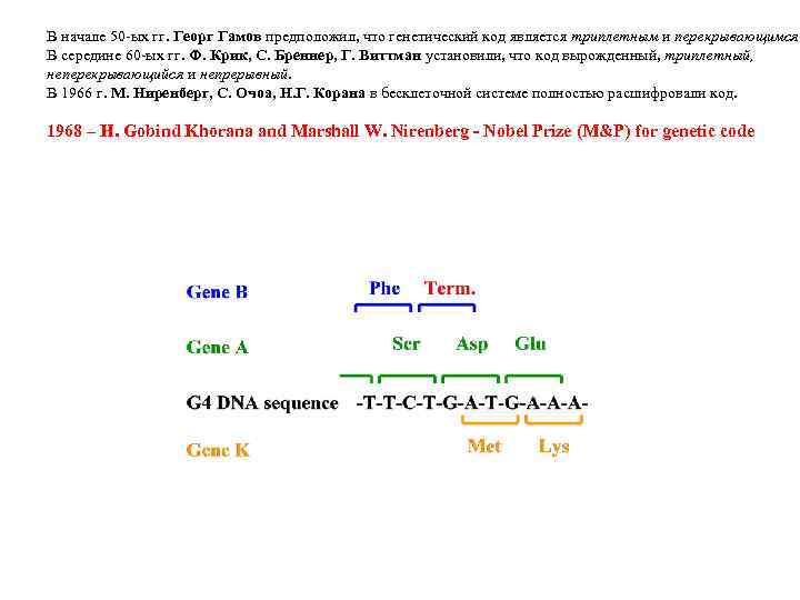 В начале 50 -ых гг. Георг Гамов предположил, что генетический код является триплетным и