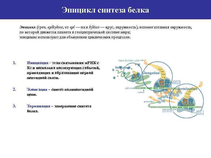 Эпицикл синтеза белка Эпицикл (греч. epíkykios, от epí — на и kýkios — круг,