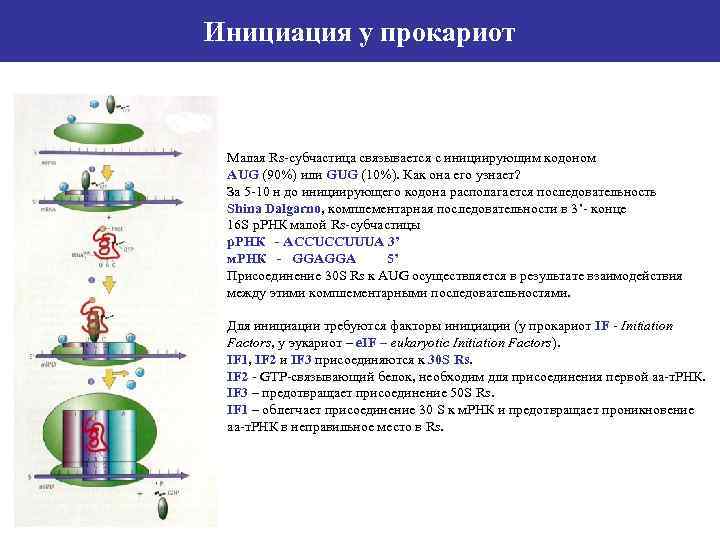 Инициация у прокариот Малая Rs-субчастица связывается с инициирующим кодоном AUG (90%) или GUG (10%).