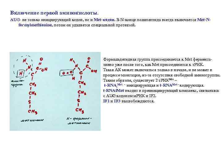 Включение первой аминокислоты. AUG- не только инициирующий кодон, но и Мet-кодон. В N-конце полипептида