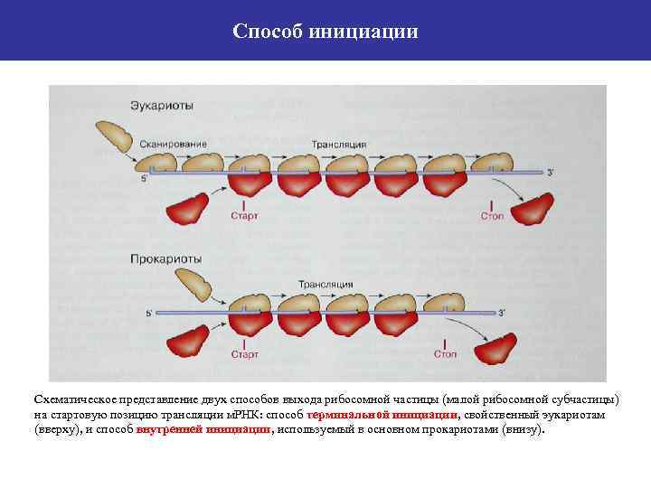 Способ инициации Схематическое представление двух способов выхода рибосомной частицы (малой рибосомной субчастицы) на стартовую