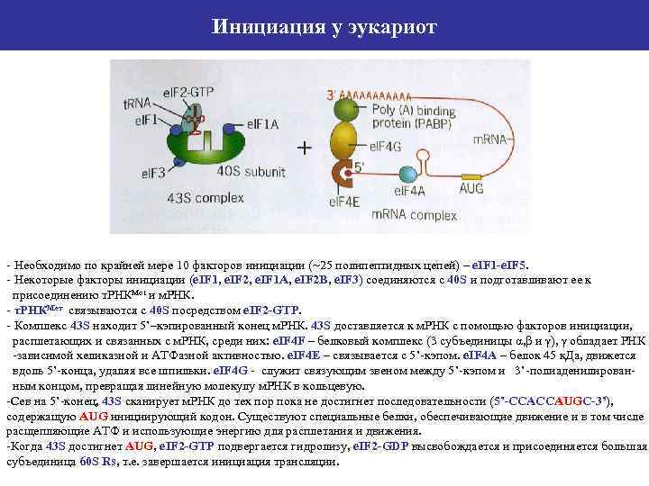 Инициация у эукариот - Необходимо по крайней мере 10 факторов инициации (~25 полипептидных цепей)