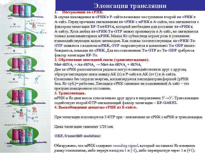 Элонгация трансляции 1. Поступление аа-т. РНК. В случае нахождения и-т. РНК в Р-сайте возможно