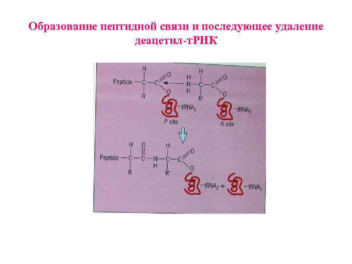 Образование пептидной связи и последующее удаление деацетил-т. РНК 