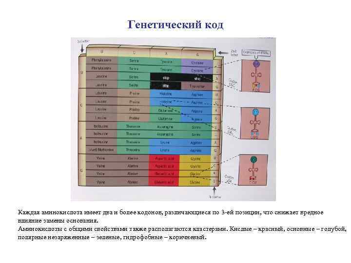 Генетический код Каждая аминокислота имеет два и более кодонов, различающиеся по 3 -ей позиции,