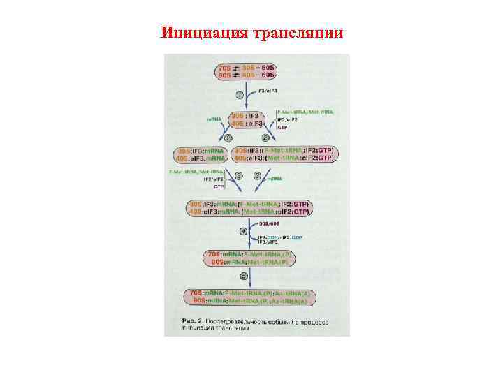 Инициация трансляции 