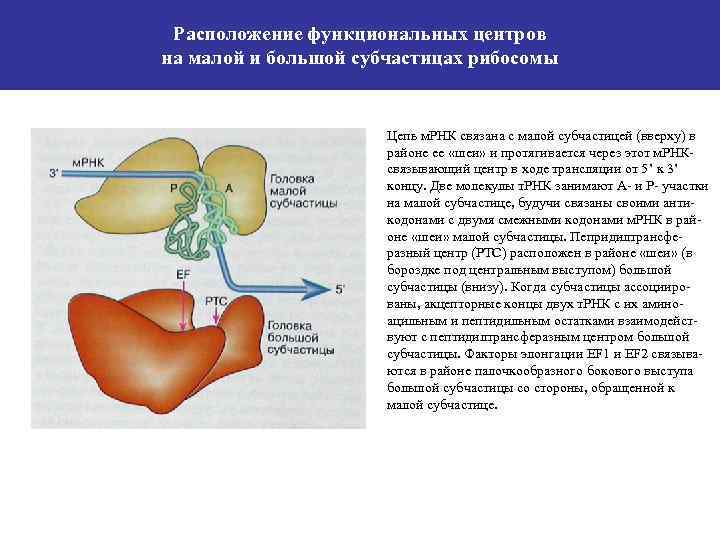 Расположение функциональных центров на малой и большой субчастицах рибосомы Цепь м. РНК связана с