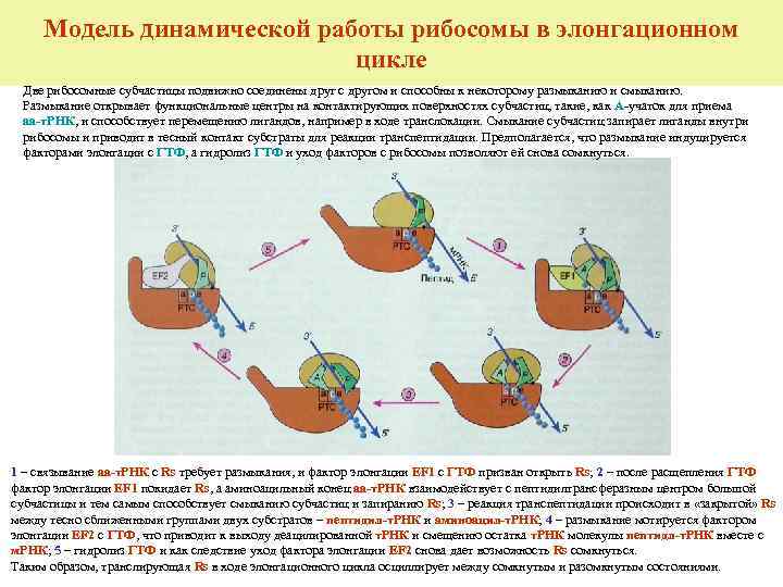 Модель динамической работы рибосомы в элонгационном цикле Две рибосомные субчастицы подвижно соединены друг с