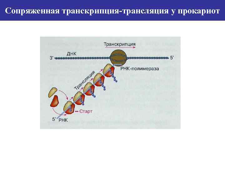 Сопряженная транскрипция-трансляция у прокариот 